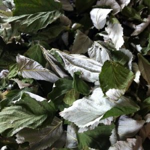 Raspberry leaves drying to make tea!