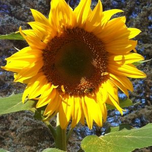 Mammoth Sunflower in its glory!